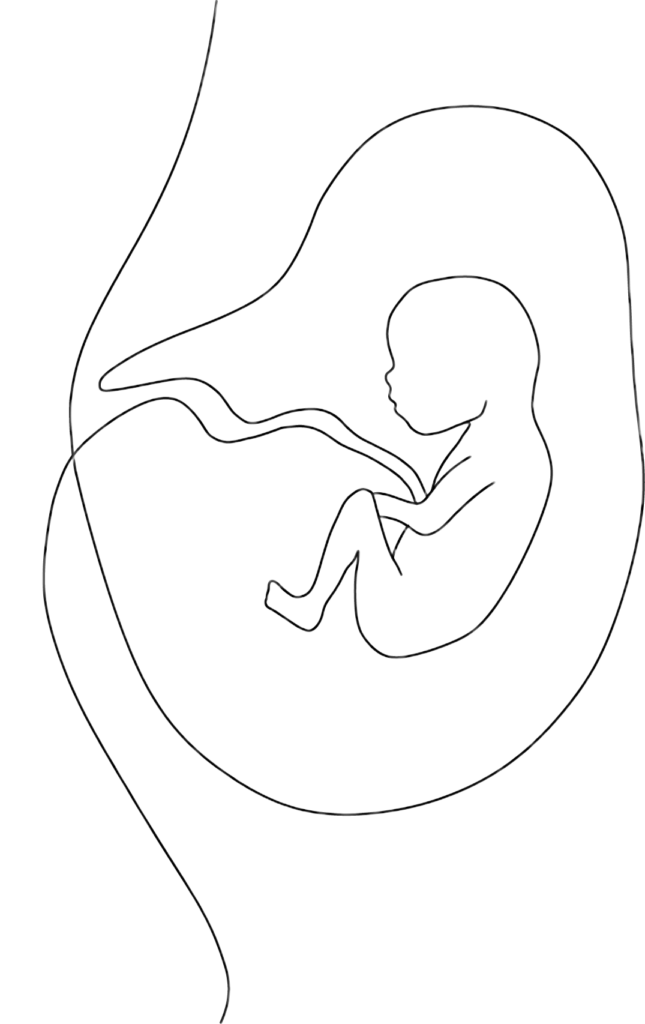illustration af baby inden i kvindens mave